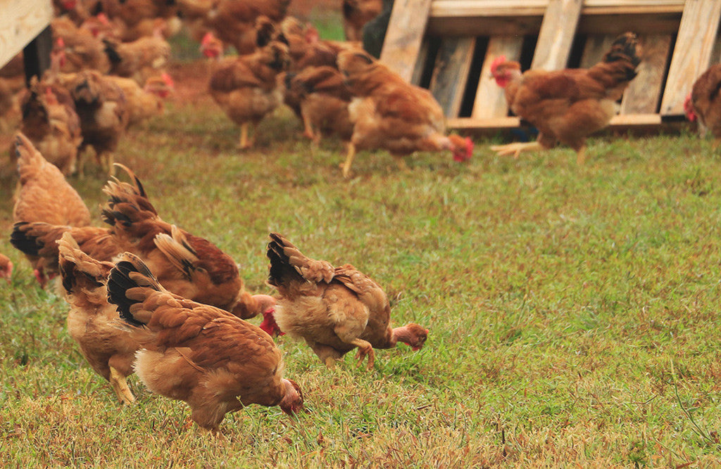Happy Cluckers: A Day In The Life Of Our Heritage Poulet Rouge® Chickens