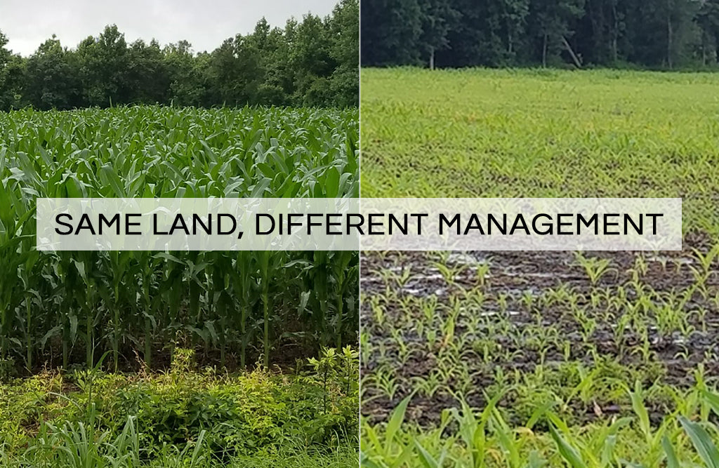 Side by side comparison of corn crop growth on regenerative farm vs. neighboring conventional farm, with words "Same Land, Different Management"