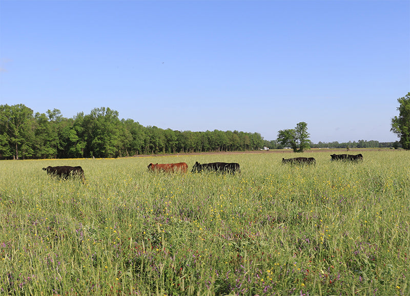 5 Joyce Farms Grass-Fed Heritage Aberdeen Angus cattle grazing in tall green grass on pasture