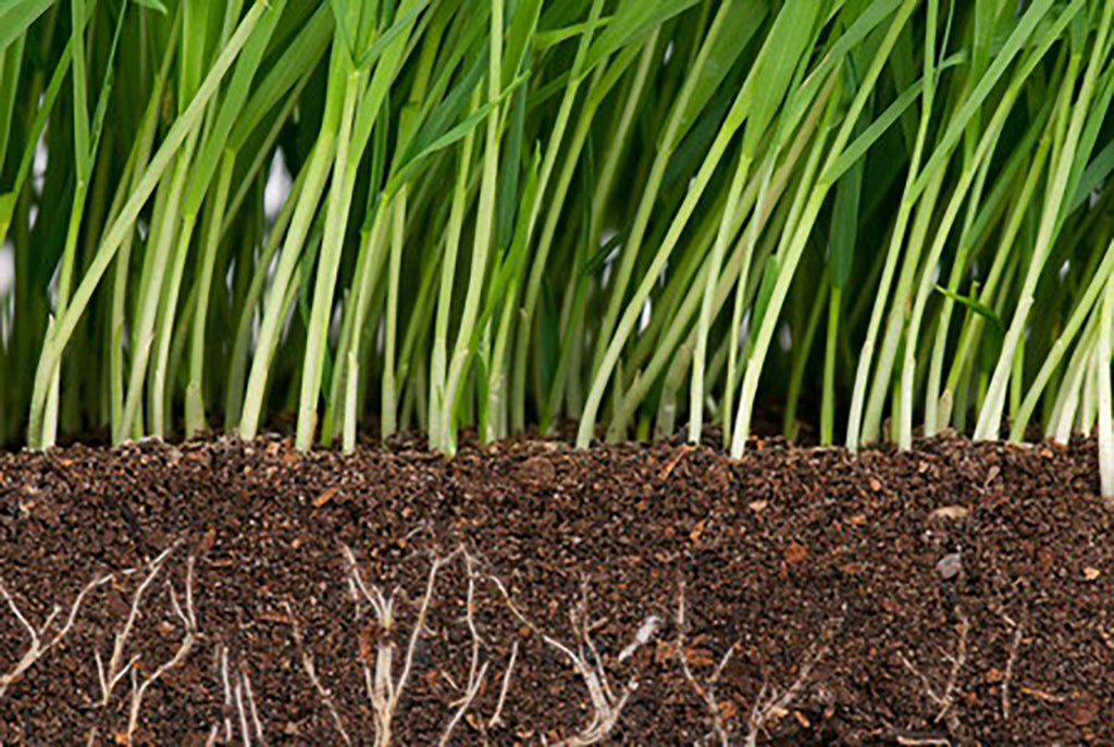 Joyce Farms Regenerative Agriculture Program: An Introduction