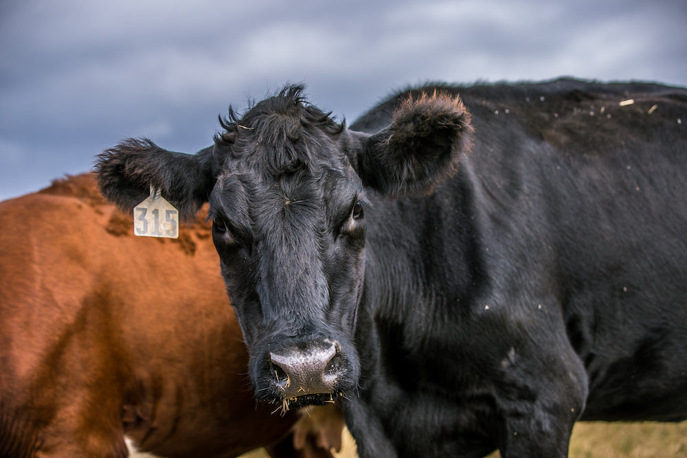 Turkeys and Cattle and Pigs... Oh My!   An Inside Look at our Fall Farm Tours