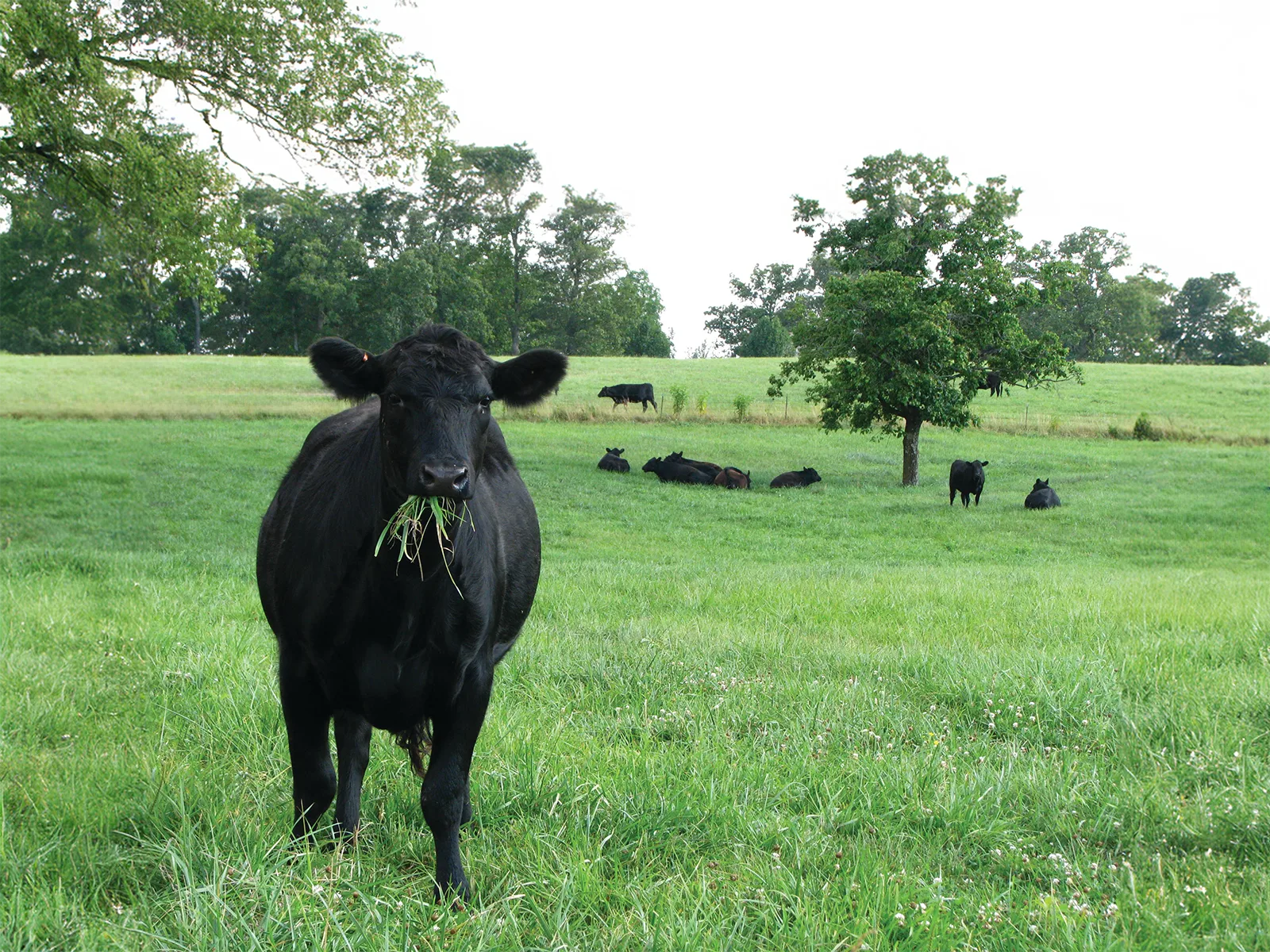 A Joyce Farms Aberdeen Angus cow stands in a lush green pasture, chewing on grass, with other cows resting and grazing under a tree in the background.