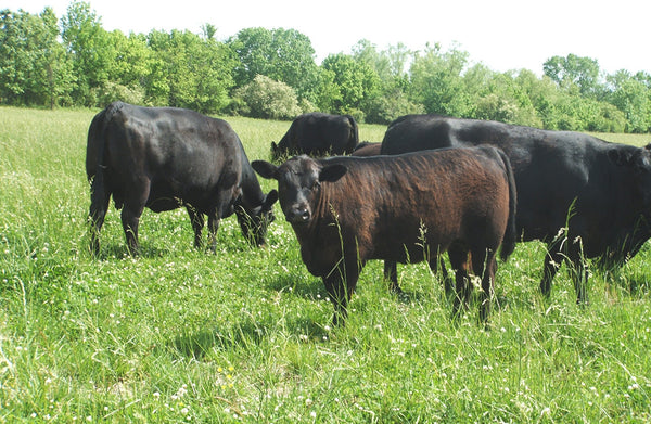 Adaptive Grazing: So Old It's New | Joyce Farms