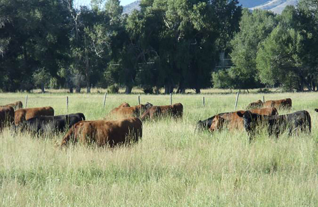 Cattle grazing in tall grass on pasture