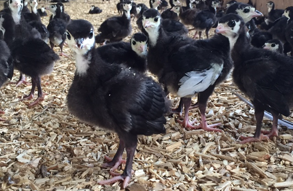 Say Hello to Our Heritage Turkeys!