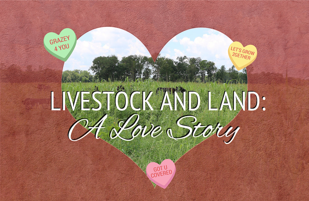 Livestock and Land: A Love Story