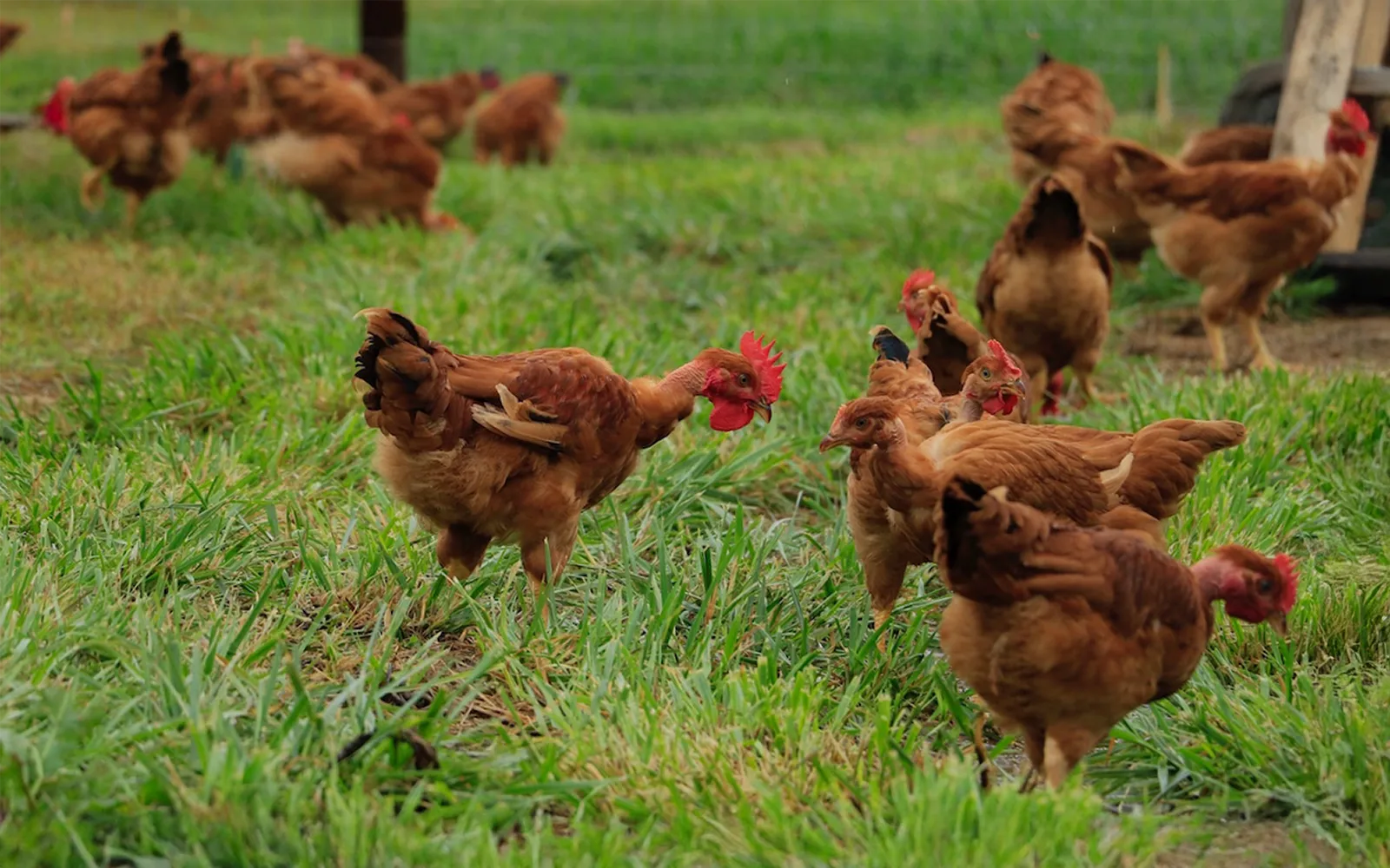 France-to-Table: Year-Long Journey of Poulet Rouge® Chicken