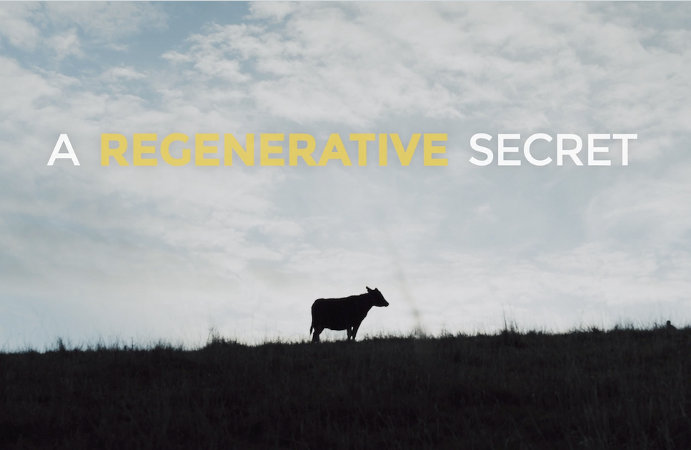 The Secret Is Out! Cows Are Not The Problem... It's How They're Raised