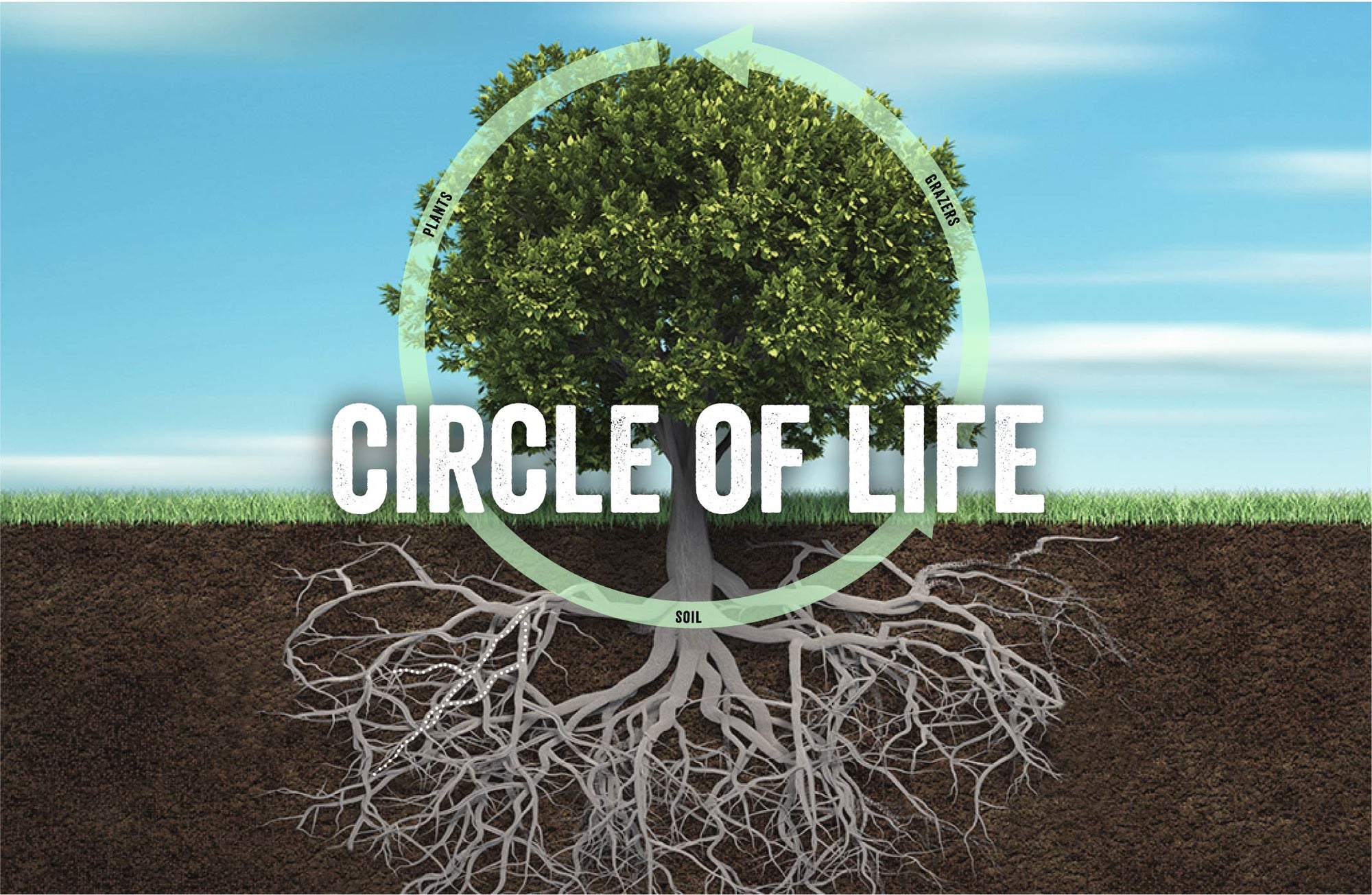 Tree growing in soil, with words Circle of Life. A circle of arrows, representing plants, soil, and grazers, illustrate a balanced carbon cycle.