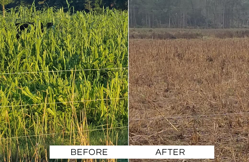 The Impacts of Hurricane Florence on our Heritage Pork Farm