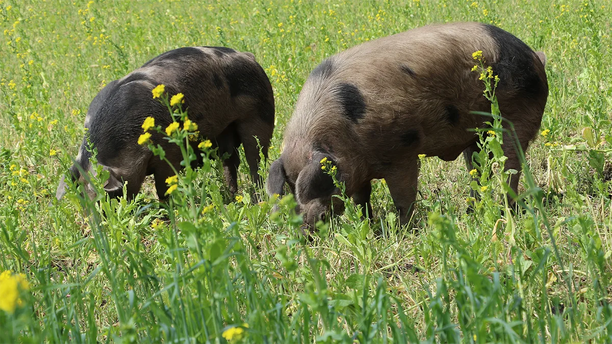 Joyce Farms Gloucestershire Old Spot Heritage pigs grazing on pasture of the small regenerative farm where they are raised.