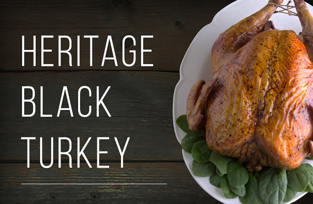 Frequently Asked Questions about our Heritage Black Turkey: Learn why it's so special and how to prepare it!