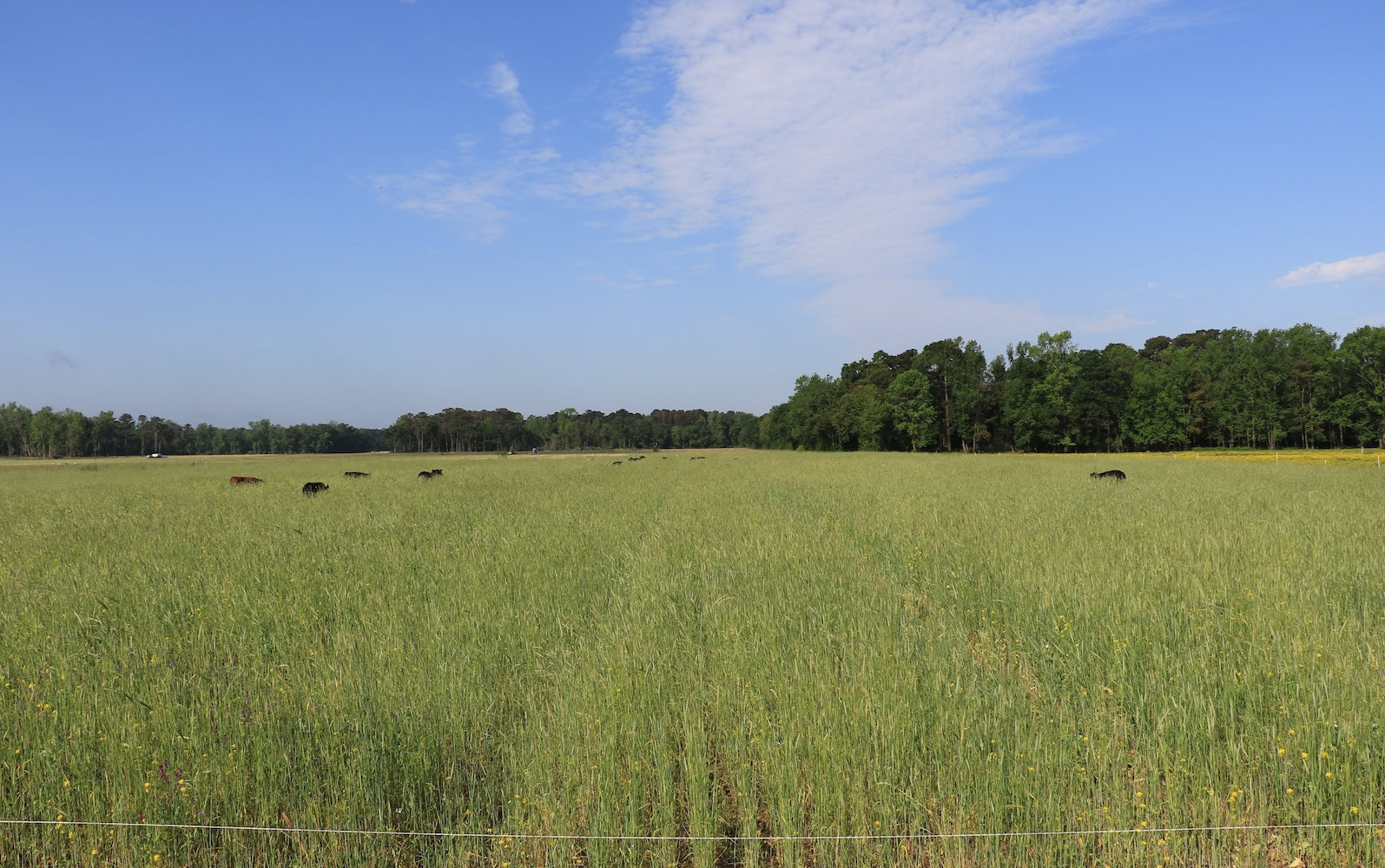 A wide, open pasture under a clear blue sky, with cattle grazing peacefully in the distance, representing the expansive, natural grazing lands at Joyce Farms.