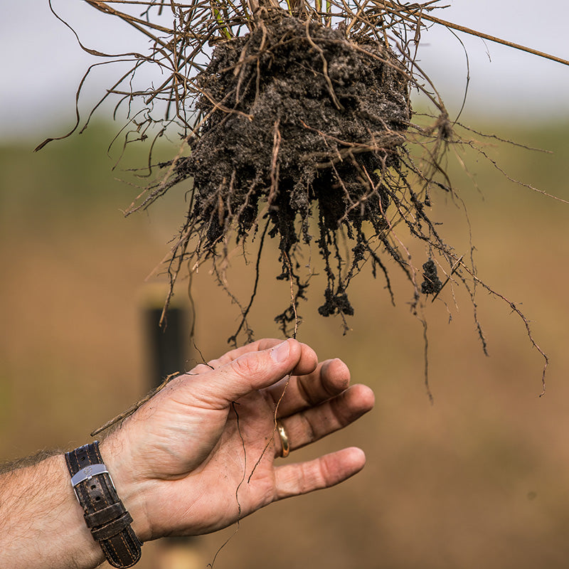 A close-up of a hand examining plant roots with healthy soil clinging to them, highlighting the benefits of regenerative agriculture and soil health.