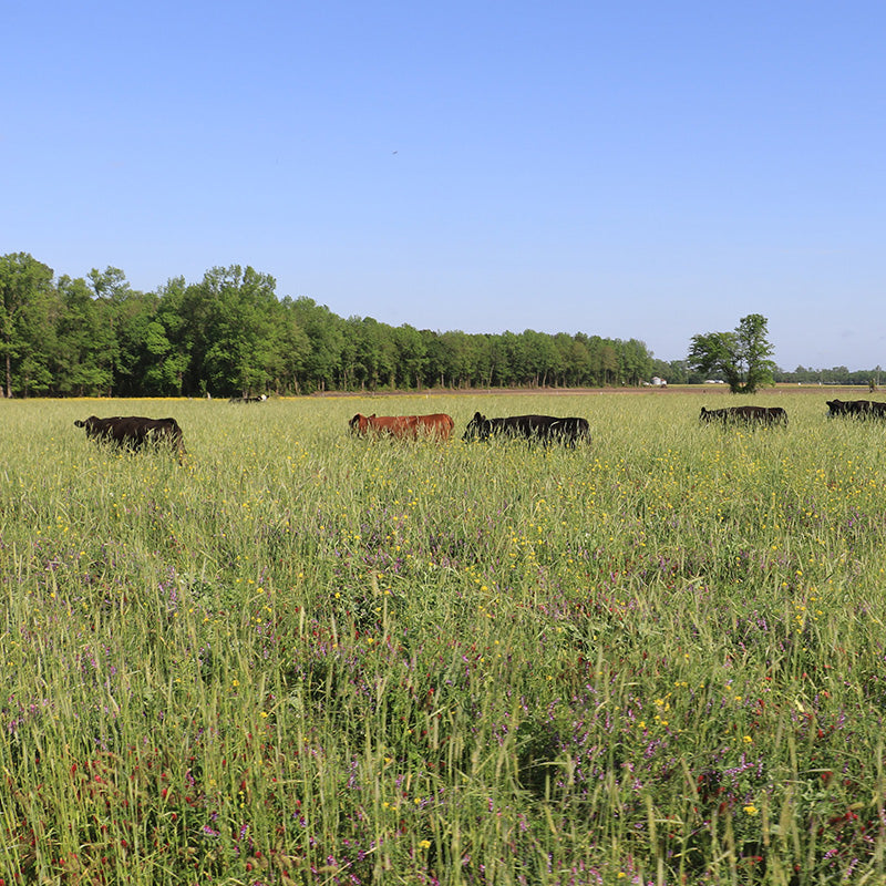 Cattle grazing in a lush, green pasture filled with wildflowers, under a clear blue sky, exemplifying the natural and regenerative farming practices at Joyce Farms.