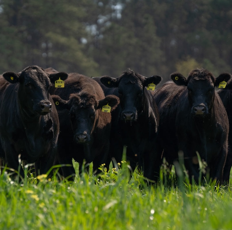 A group of black Aberdeen Angus cattle with ear tags, standing in a lush, green pasture, highlighting Joyce Farms' dedication to raising heritage breeds in natural environments.