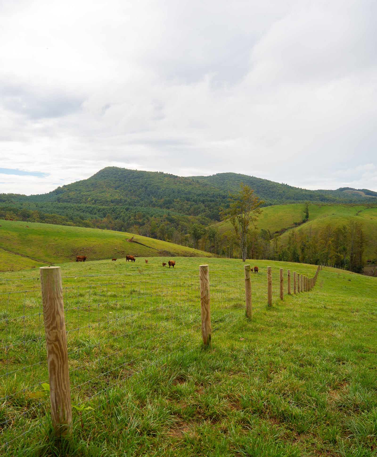 Pastoral scene with a wooden fence and rolling hills under a cloudy sky.