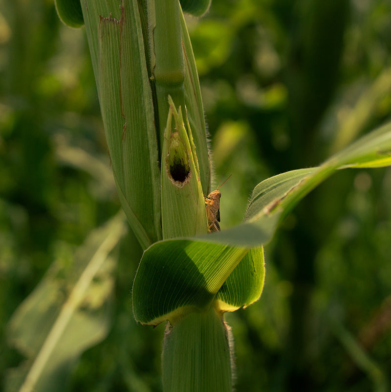 A close-up of a grasshopper on a corn stalk with visible damage, highlighting the challenges of pest management in agriculture.