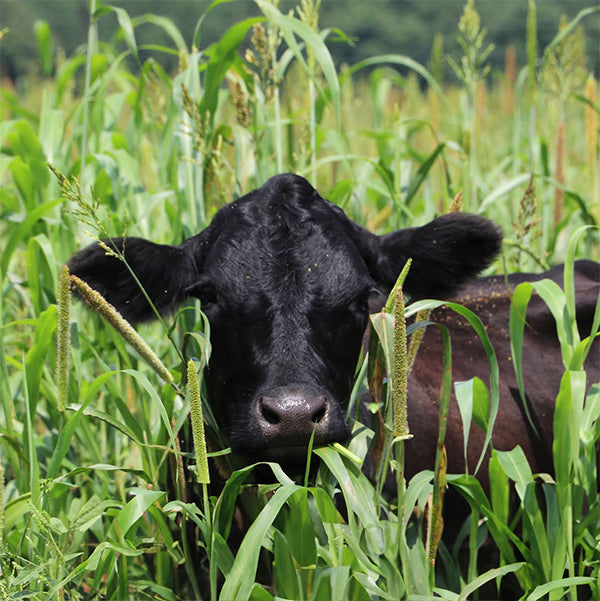 An Aberdeen Angus cow from Joyce Farms, part of their Heritage Grass-Fed Beef program, grazing amidst tall, lush green grass, showcasing the farm's commitment to natural, pasture-centered environments.