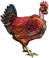 Poulet Rouge® Heritage Chicken Woodcut Illustration - Joyce Farms