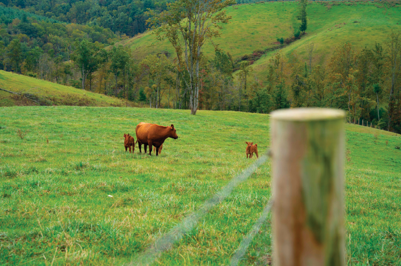 Red Angus Cattle raised in the Blue Ridge Mountains for Joyce Farms Signature Angus Heritage Beef