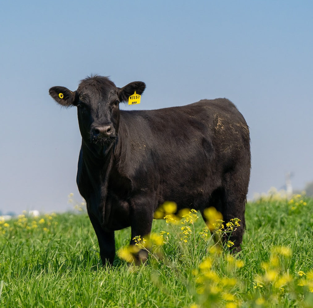 A Joyce Farms Heritage Aberdeen Angus cow stands on a lush farm pasture.