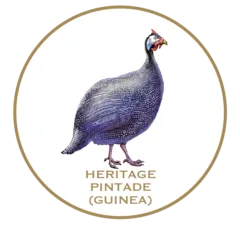 Woodcut illustration of Joyce Farms Heritage Pintade (French Guinea)