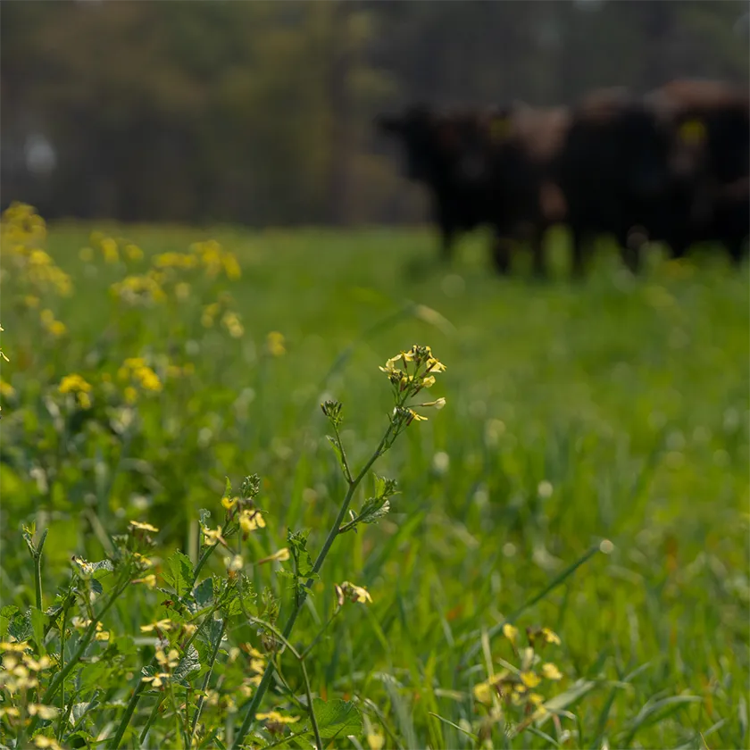 Pasture where Joyce Farms Heritage Aberdeen Angus cattle are raised using regenerative farming practices, with a focus on yellow wildflowers in the foreground and blurred cattle grazing in the background.