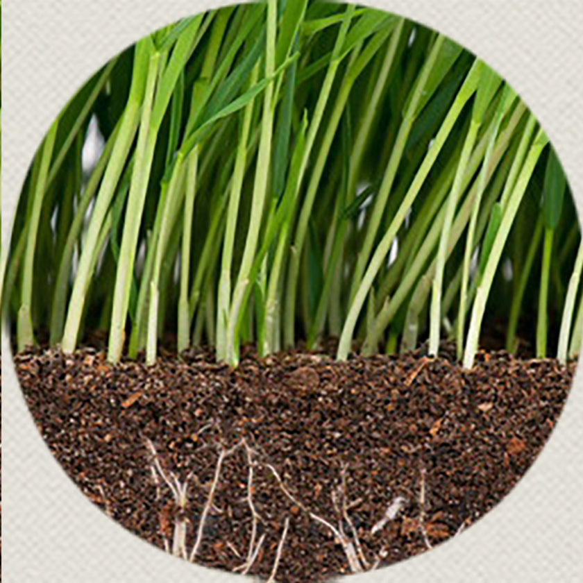 Close-up of grass and roots in healthy soil