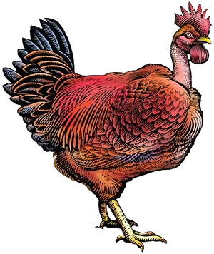 Poulet Rouge Heritage Chicken | Joyce Farms